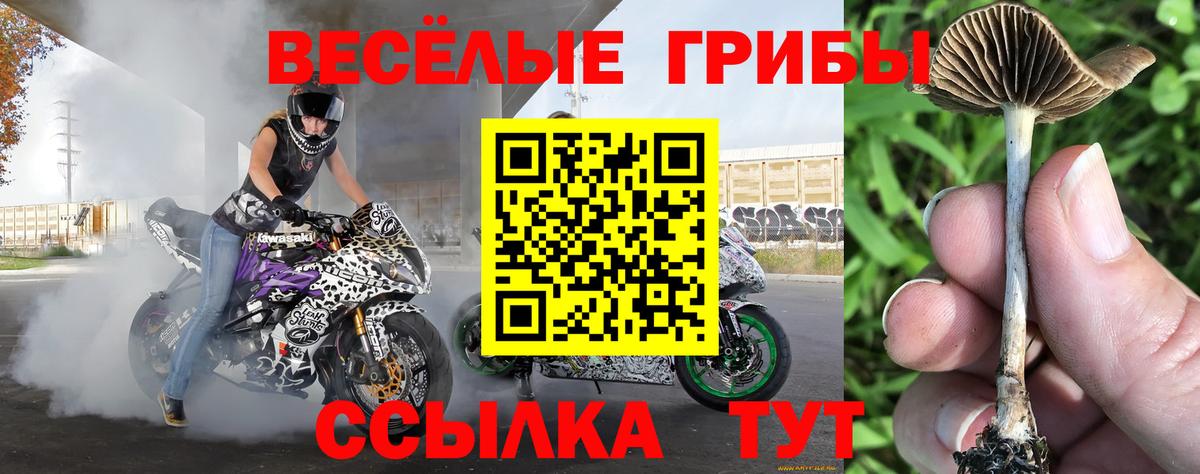 Галлюциногенные грибы MAGIC MUSHROOMS  где купить наркотик  Долгопрудный  Вход с VPN 